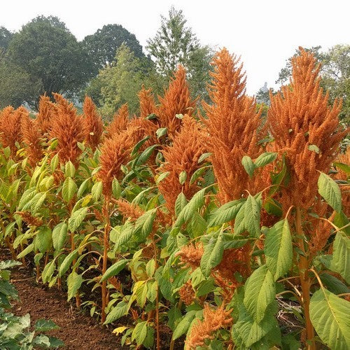Amaranthus caudatus 'Kupferberg' / 'Golden Giant'
