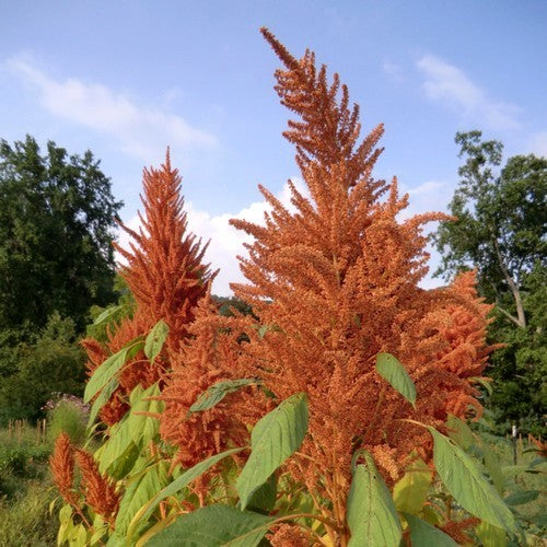 Amaranthus caudatus 'Kupferberg' / 'Golden Giant'