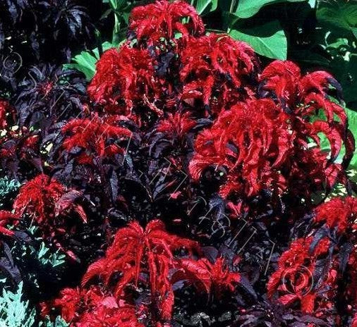 Amaranthus bicolor 'Molten Fire'