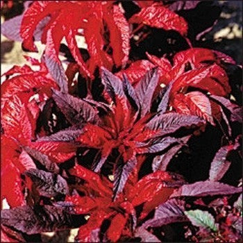 Amaranthus bicolor 'Molten Fire'