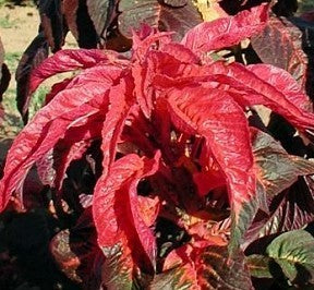 Amaranthus bicolor 'Molten Fire'