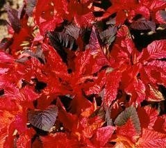 Amaranthus bicolor 'Molten Fire'