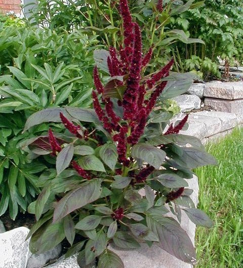 Amaranthus hypochondriacus 'Pygmy Torch'