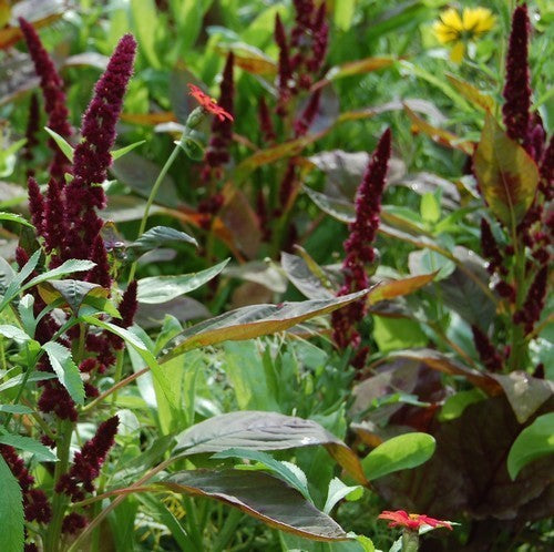 Amaranthus hypochondriacus 'Pygmy Torch'