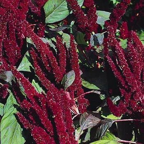Amaranthus hypochondriacus 'Pygmy Torch'