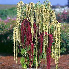 Amaranthus caudatus 'Ribbons and Beads'
