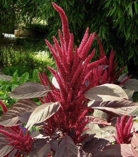 Amaranthus cruentus 'Red Spike' / 'Velvet Curtains'