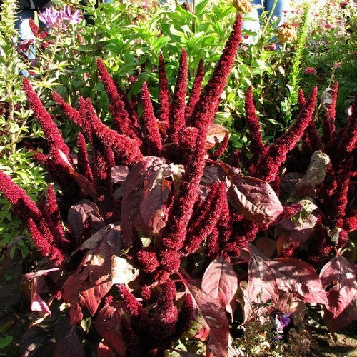Amaranthus cruentus 'Red Spike' / 'Velvet Curtains'