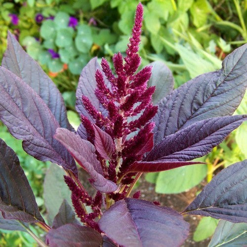 Amaranthus cruentus 'Red Spike' / 'Velvet Curtains'