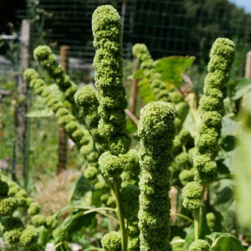 Amaranthus cruentus 'Tower Green'