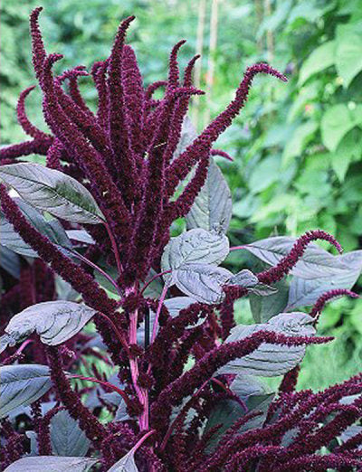 Amaranthus paniculatus 'Oeschberg'