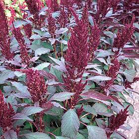Amaranthus paniculatus 'Oeschberg'