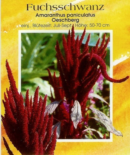Amaranthus paniculatus 'Oeschberg'