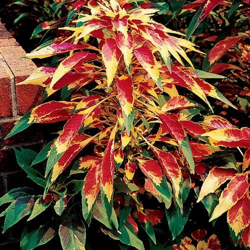 Amaranthus tricolor 'Perfecta'