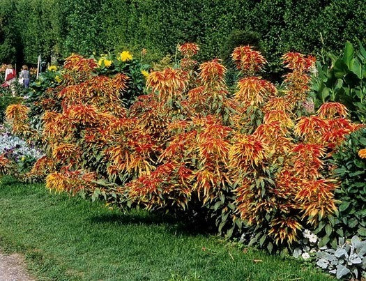 Amaranthus tricolor 'Perfecta'