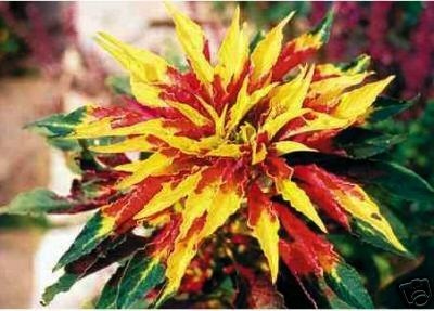 Amaranthus tricolor 'Perfecta'