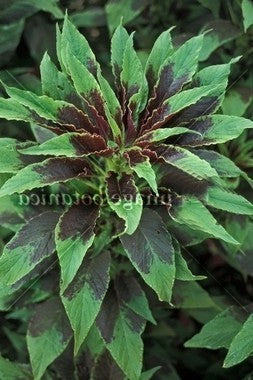 Amaranthus tricolor 'Perfecta'
