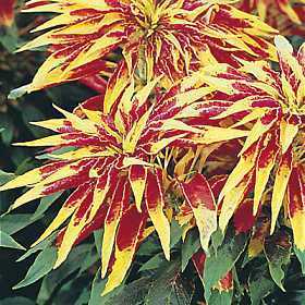 Amaranthus tricolor 'Perfecta'