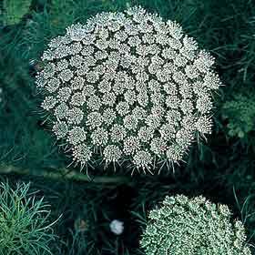 Ammi majus