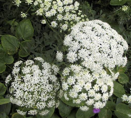 Ammi majus