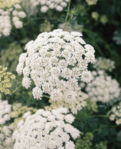 Ammi majus
