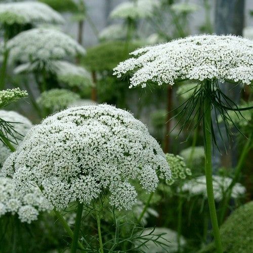 Ammi visnaga