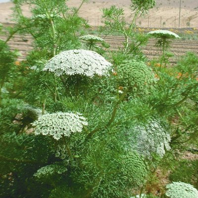 Ammi visnaga