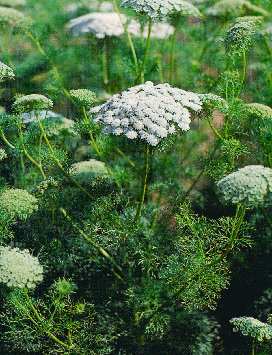 Ammi visnaga