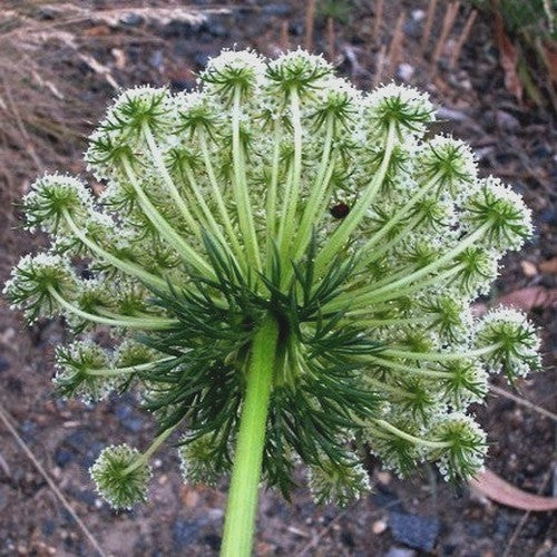 Ammi visnaga