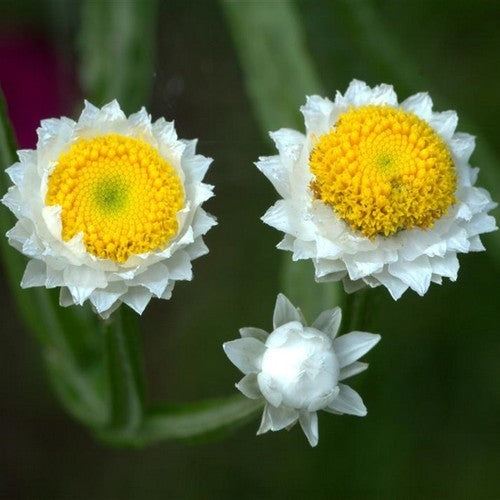 Ammobium alatum 'Grandiflorum'