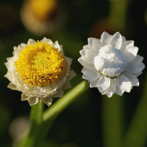 Ammobium alatum 'Grandiflorum'