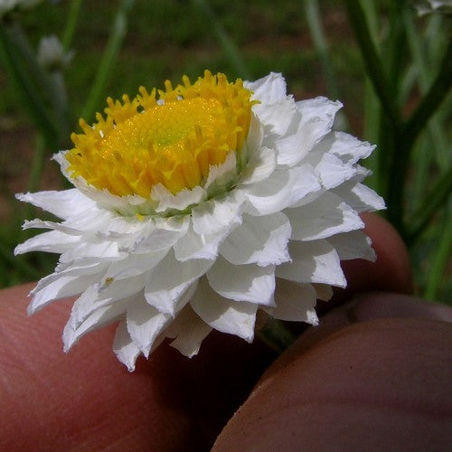 Ammobium alatum 'Grandiflorum'