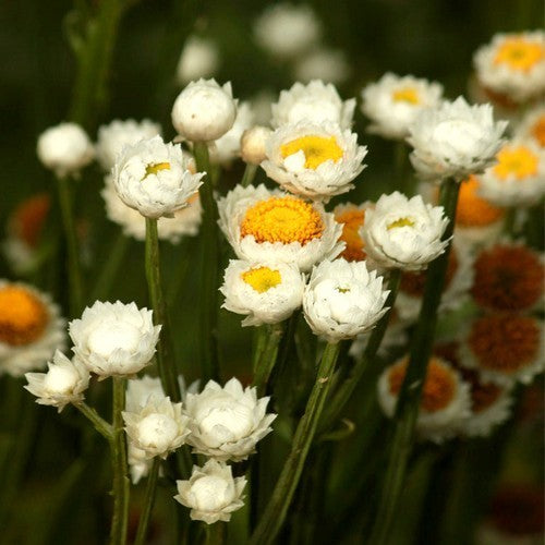 Ammobium alatum 'Grandiflorum'
