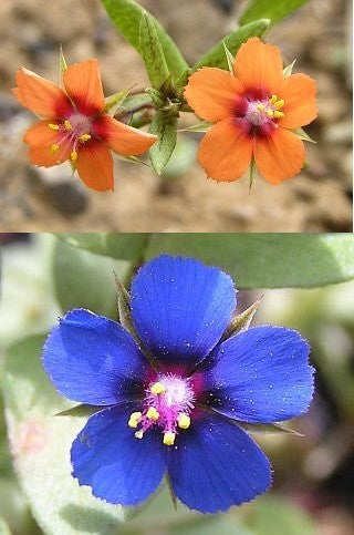 Anagallis arvensis 'Mixed'