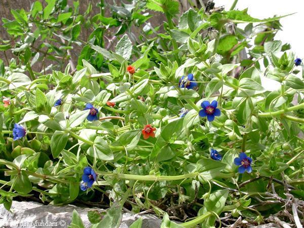 Anagallis arvensis 'Mixed'