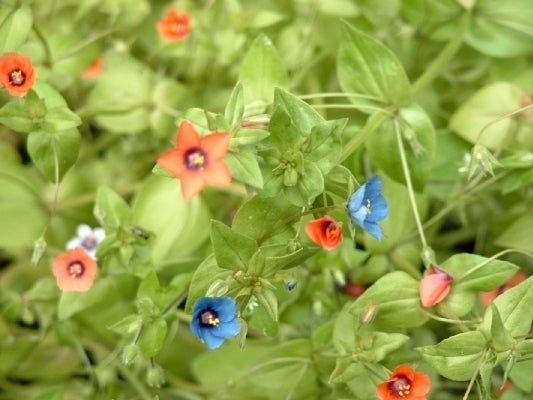 Anagallis arvensis 'Mixed'