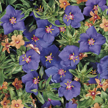 Anagallis arvensis 'Mixed'