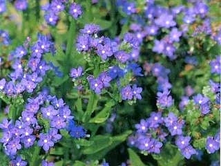 Anchusa capensis 'Blue Angel'