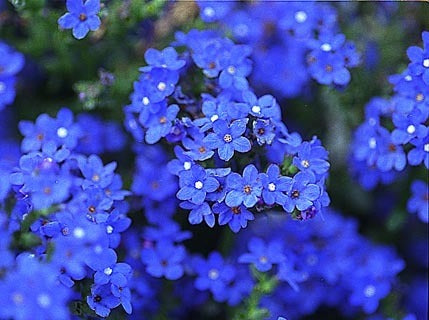 Anchusa capensis 'Blue Angel'