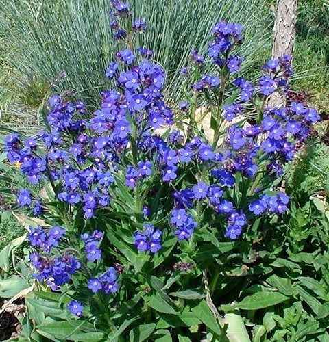 Anchusa capensis 'Blue Angel'