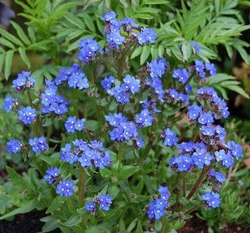 Anchusa capensis 'Blue Angel'