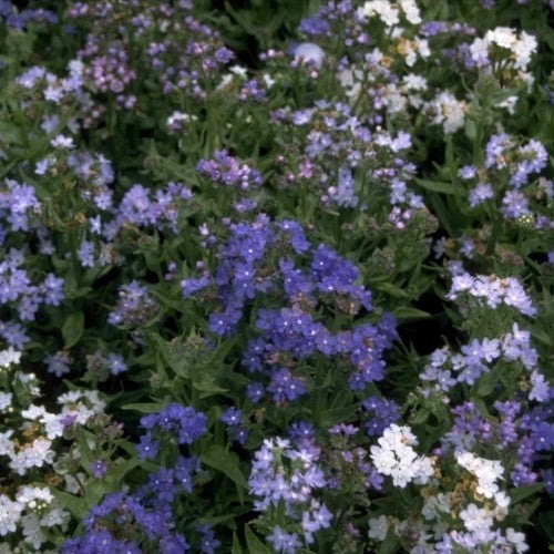Anchusa capensis 'Dwarf Mixed'