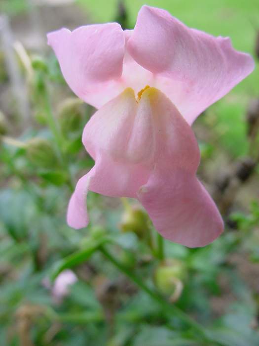 Antirrhinum majus maximum 'Apple Blossom'