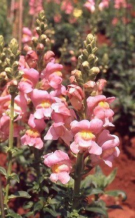 Antirrhinum majus maximum 'Apple Blossom'