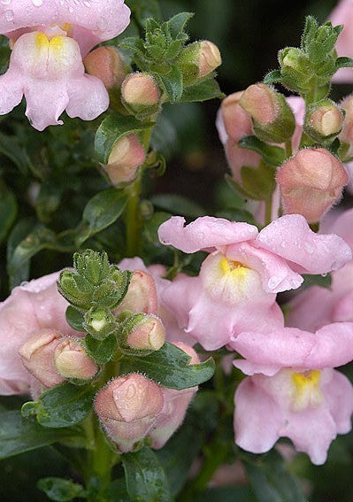 Antirrhinum majus maximum 'Apple Blossom'