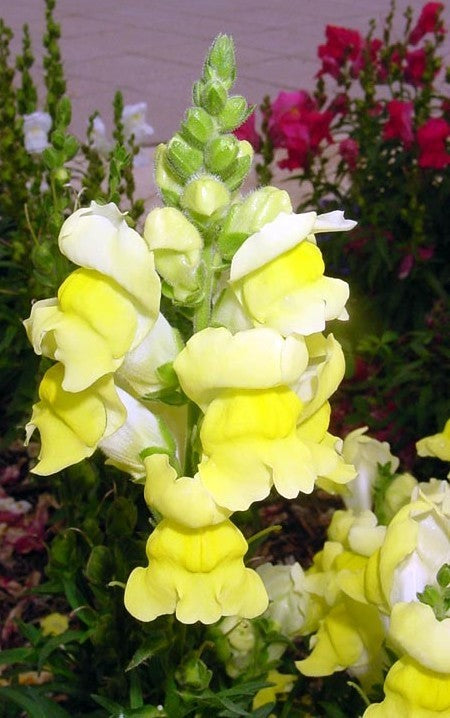 Antirrhinum majus maximum 'Canary Bird'