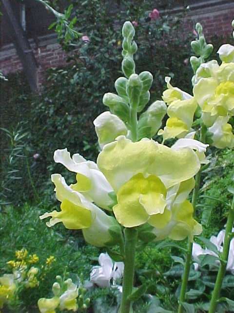 Antirrhinum majus maximum 'Canary Bird'