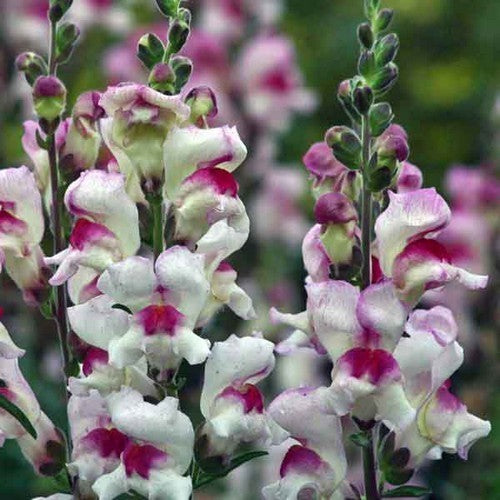 Antirrhinum majus maximum 'Lucky Lips'