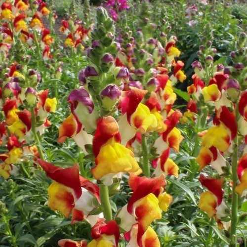 Antirrhinum majus maximum 'Mango Twist'