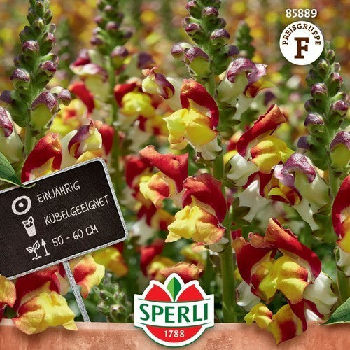 Antirrhinum majus maximum 'Mango Twist'